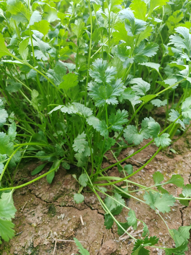 大叶香菜，基地出货，品质优等，货源充足，上车6元/斤