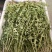 现挖大棚蒲公英