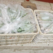 现挖大棚蒲公英