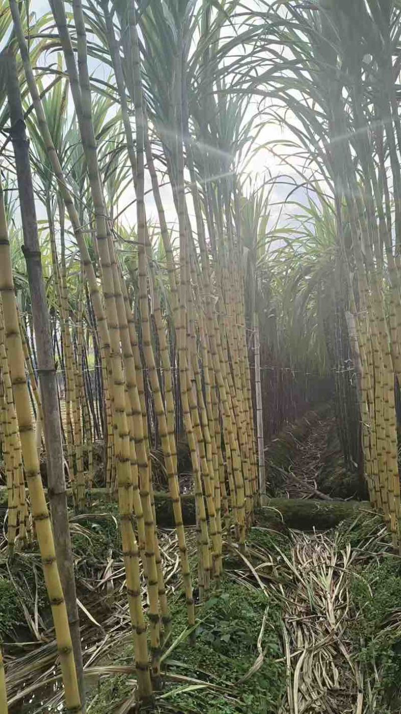 大量黄皮甘蔗，千亩产业园。大量出货。