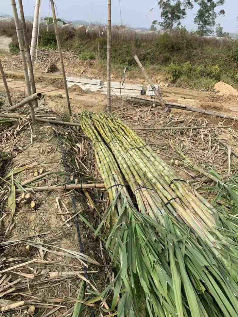 大量黄皮甘蔗，千亩产业园。大量出货。