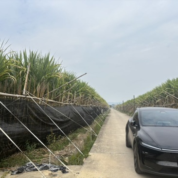 大量黄皮甘蔗，千亩产业园。大量出货。