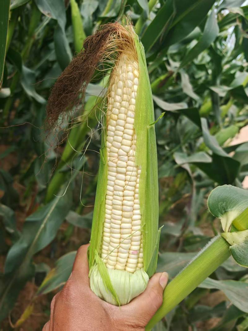 现货大量供应水果玉米双色精品太阳花，花糯大量供应