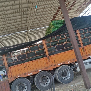 现货大量供应水果玉米双色精品太阳花，花糯大量供应