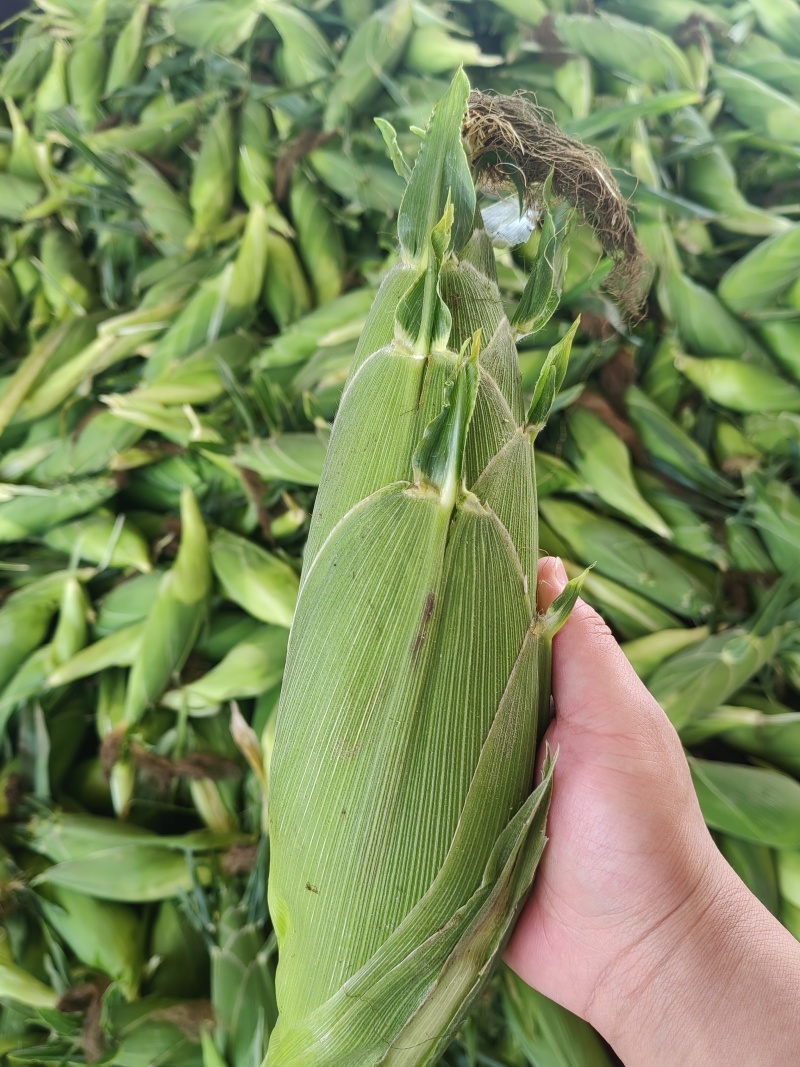 现货大量供应水果玉米双色精品太阳花，花糯大量供应