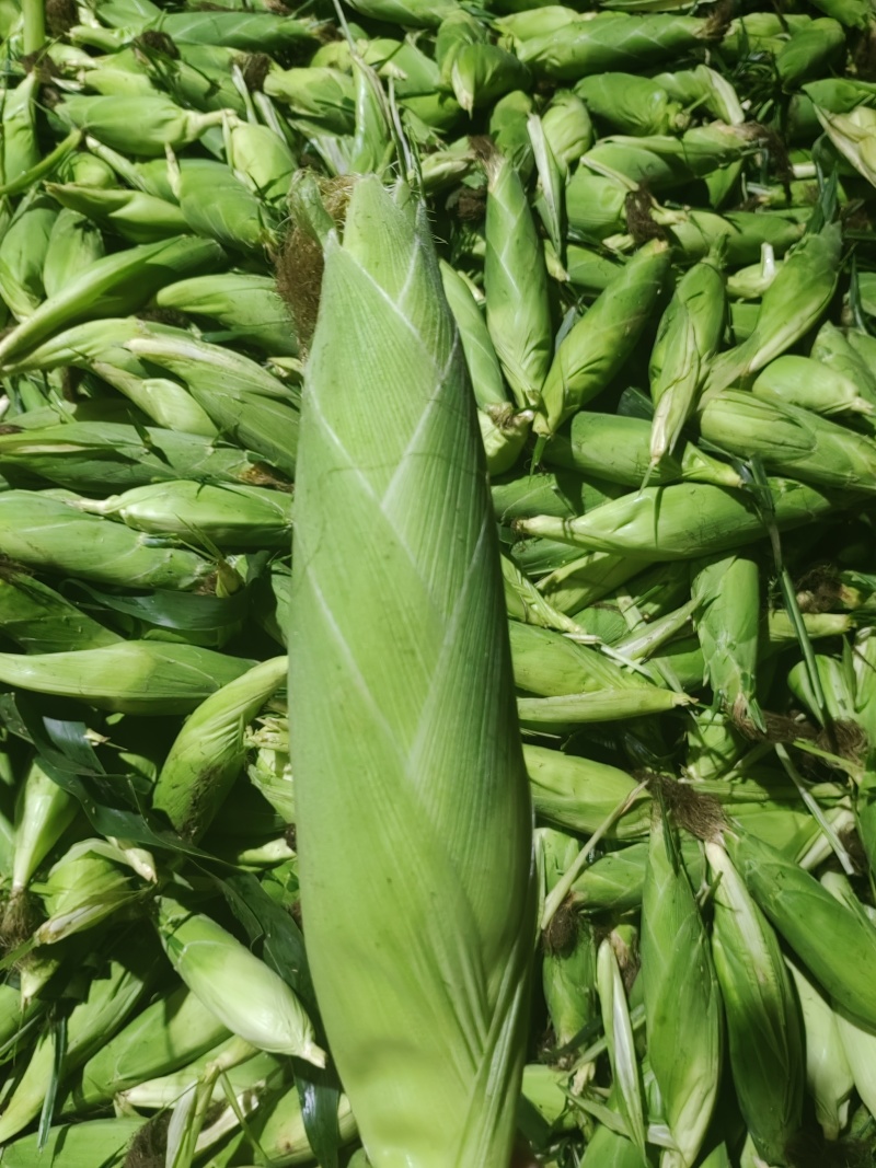 现货大量供应水果玉米双色精品太阳花，花糯大量供应