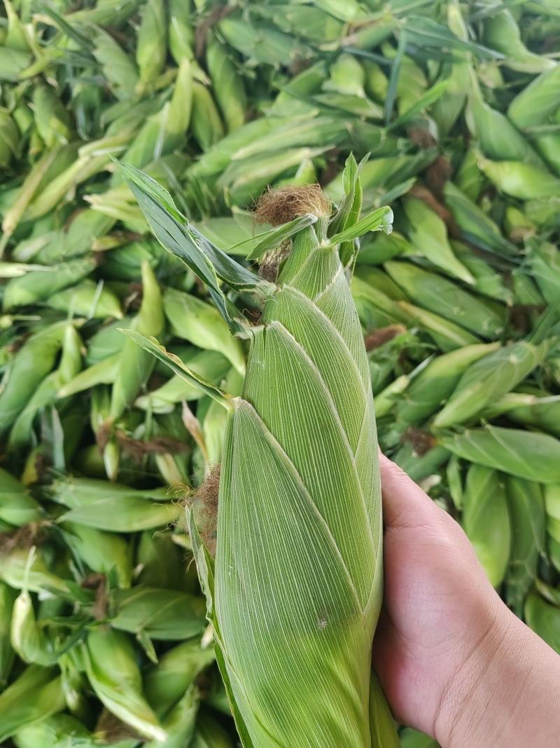 现货大量供应水果玉米双色精品太阳花，花糯大量供应