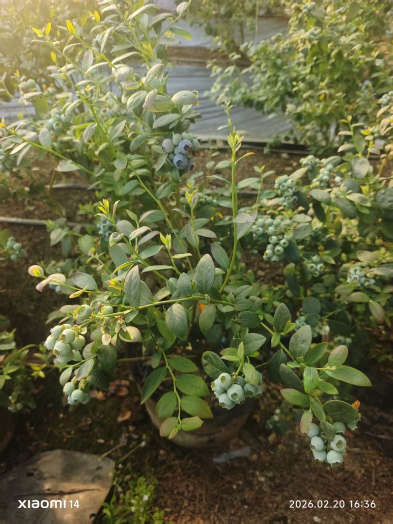 1.好山好水出好蓝，产地直供更鲜甜​