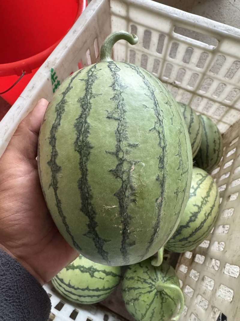 源头产地西瓜大量上市3月