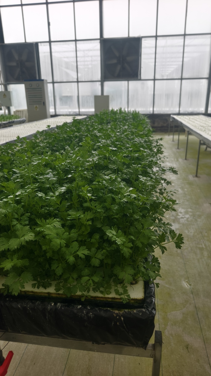 新鲜榨菜芥菜