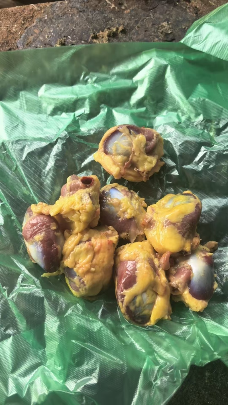 红嘴雁毛胗有货