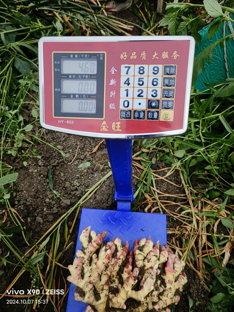 贵州二黄姜