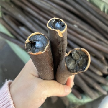 长期批发云南天然便秘果特级大解果腊肠树果整根精品量大价优