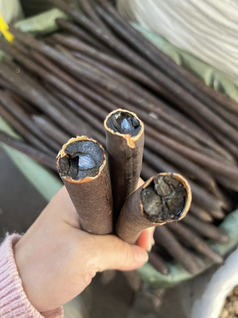长期批发云南天然便秘果特级大解果腊肠树果整根精品量大价优