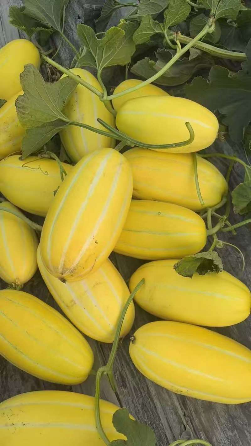 黄金甜瓜