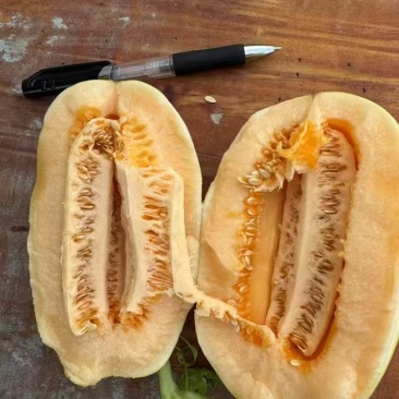 黄金甜瓜