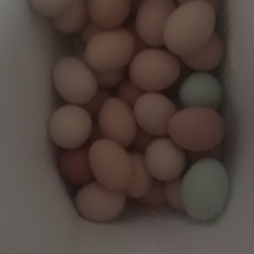 土鸡蛋