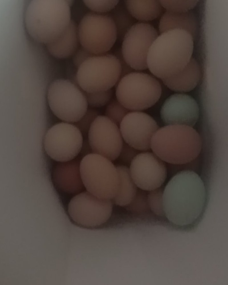 土鸡蛋