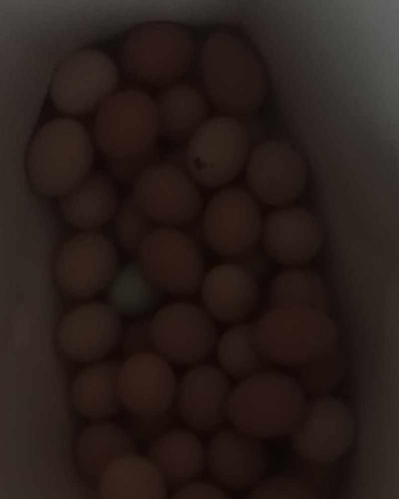 土鸡蛋