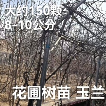 西府海棠，榆叶梅，矮樱，五角枫，玉兰