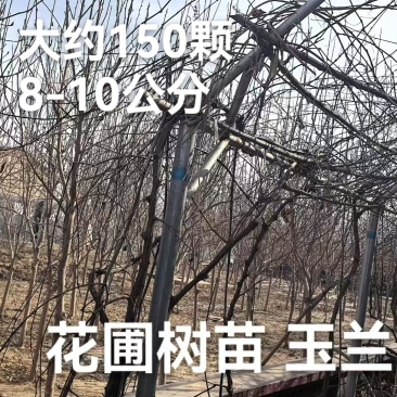 西府海棠，榆叶梅，矮樱，五角枫，玉兰