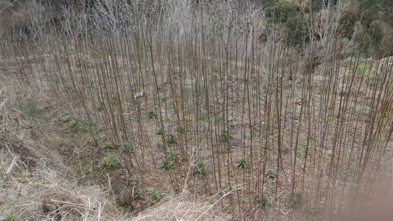 自家黄柏苗子，数量多，长势好，健康没病虫害，适合种植