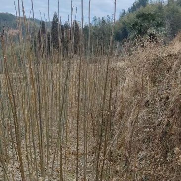 自家黄柏苗子，数量多，长势好，健康没病虫害，适合种植