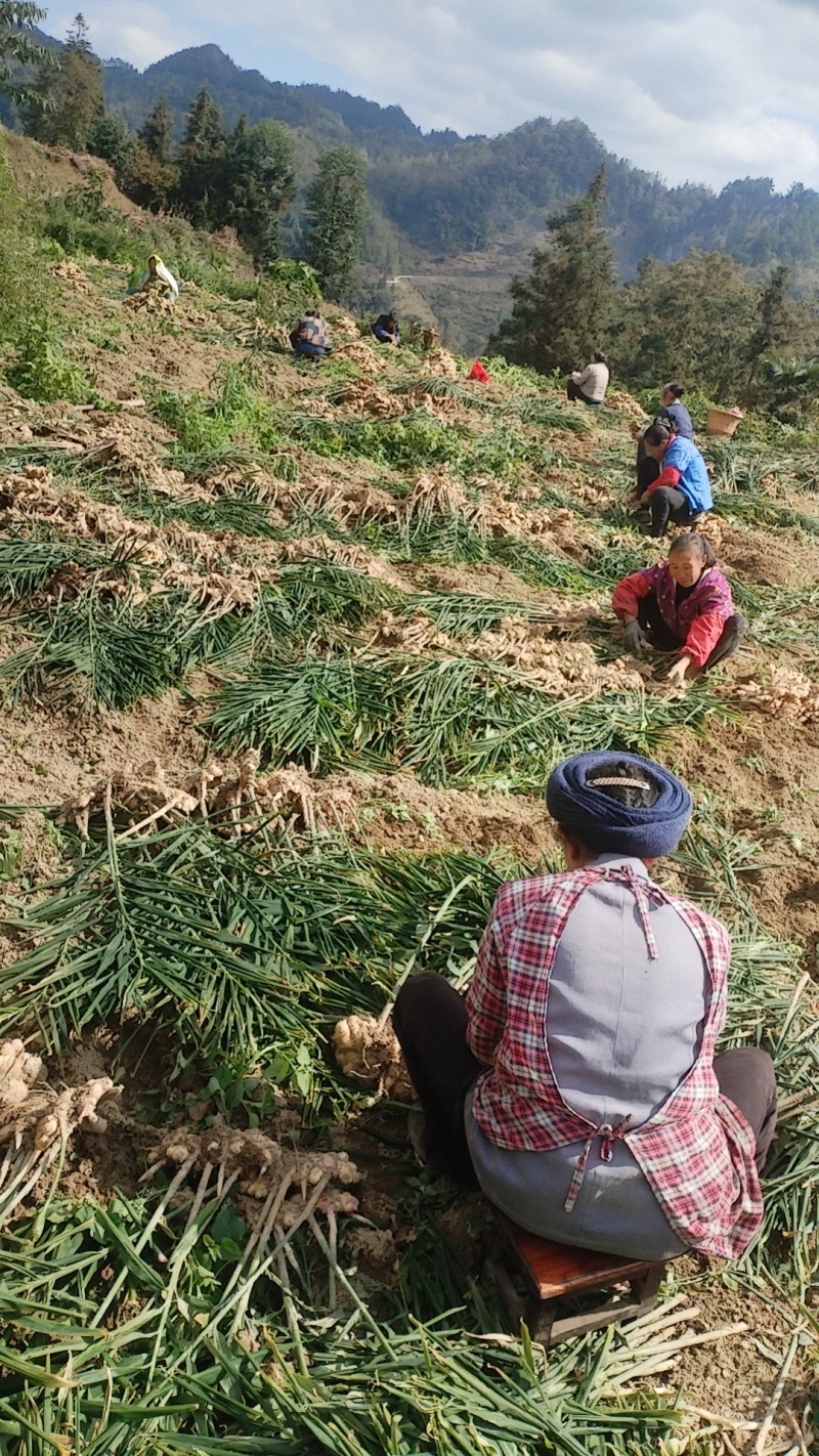 贵州平头二黄生姜可做姜种