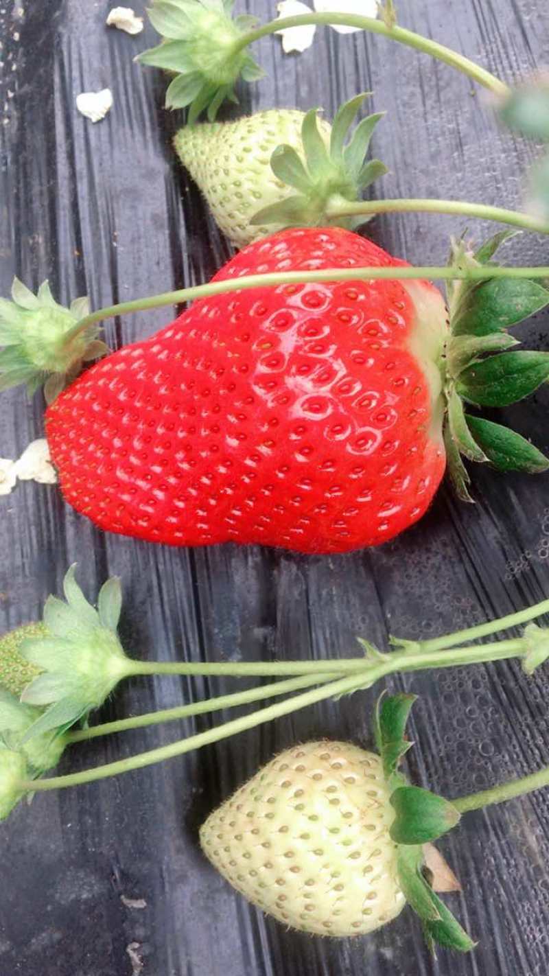 香野草莓