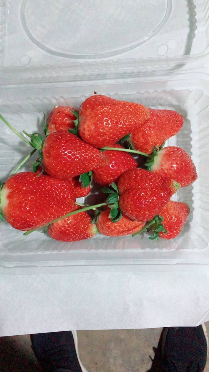 香野草莓