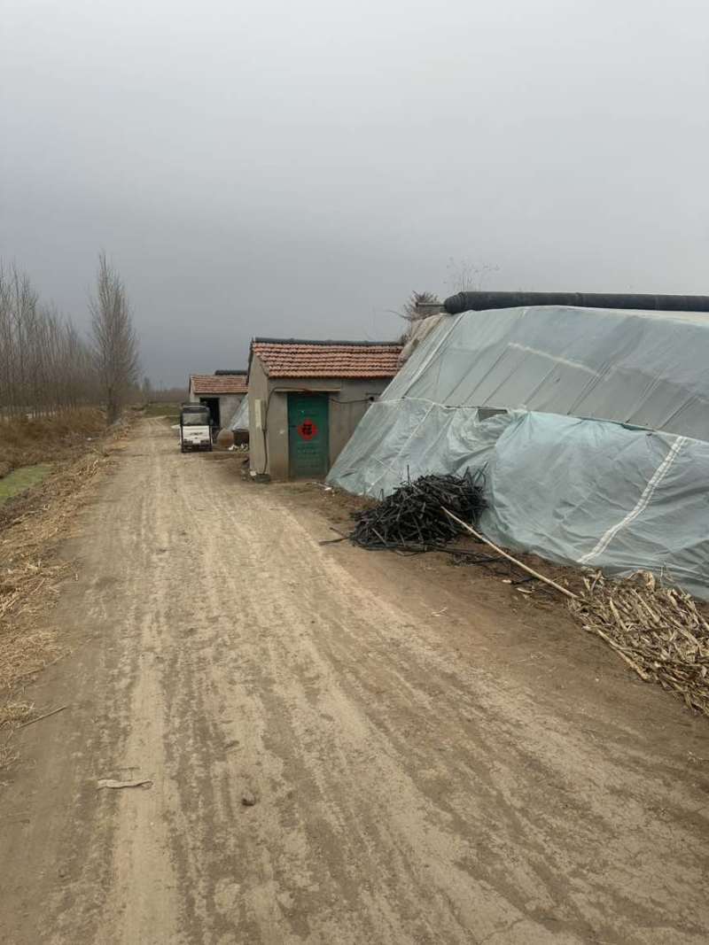 山东诸城芸豆，自家11亩大棚，00后帮父母卖货