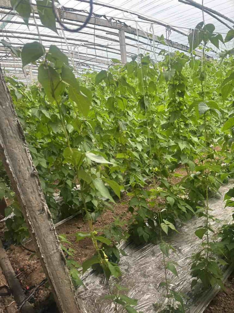 山东诸城芸豆，自家11亩大棚，00后帮父母卖货