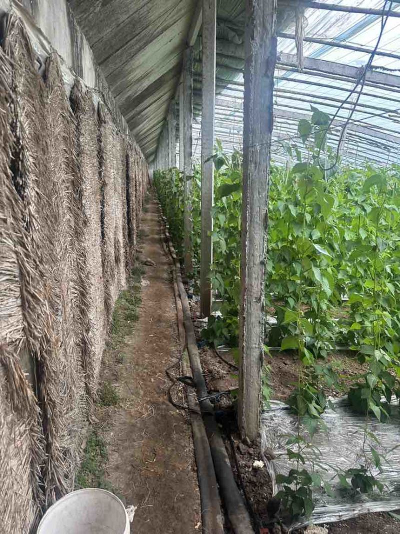 山东诸城芸豆，自家11亩大棚，00后帮父母卖货