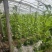 山东诸城芸豆，自家11亩大棚，00后帮父母卖货