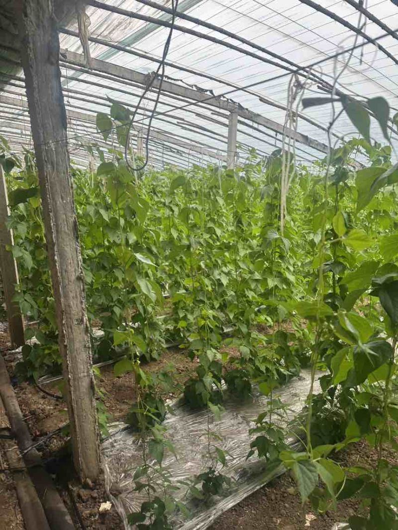 山东诸城芸豆，自家11亩大棚，00后帮父母卖货