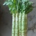 莴苣大蒜香菜