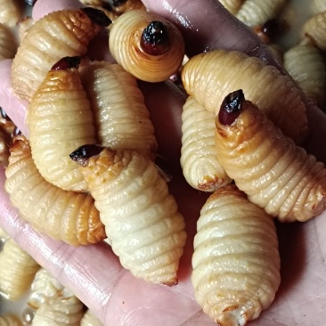 竹虫