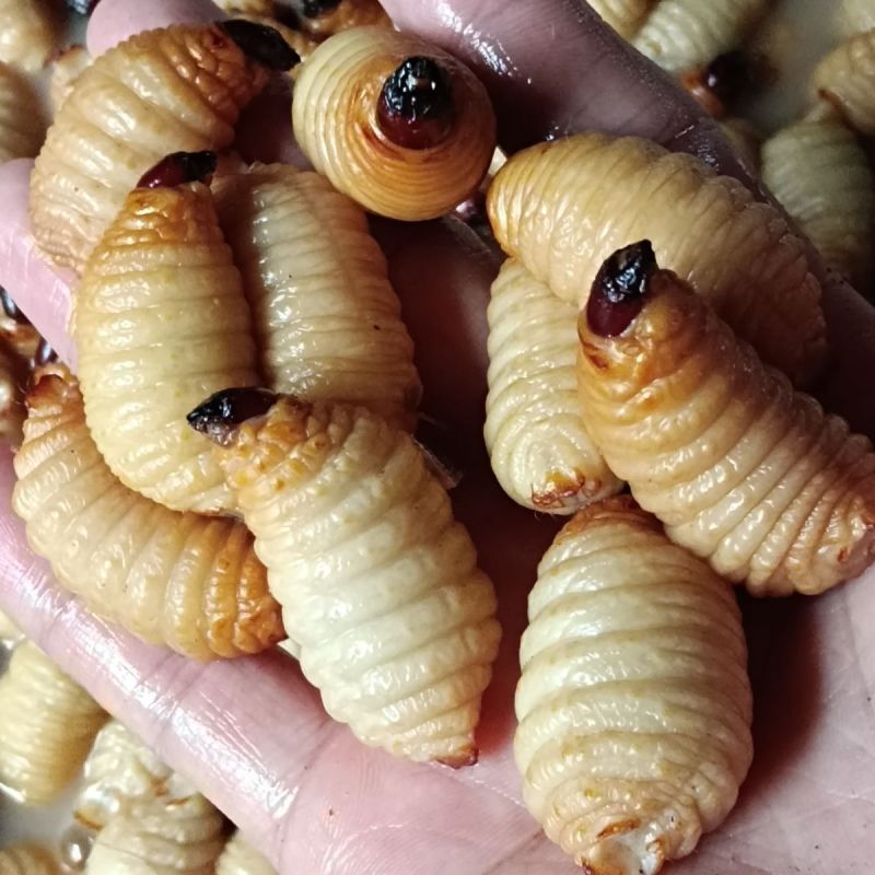 竹虫