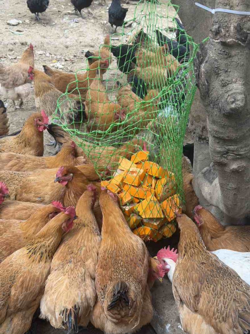 自家散养土鸡蛋真的不能再真的土鸡蛋二三十斤自己吃都好