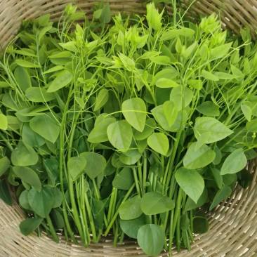赤苍藤