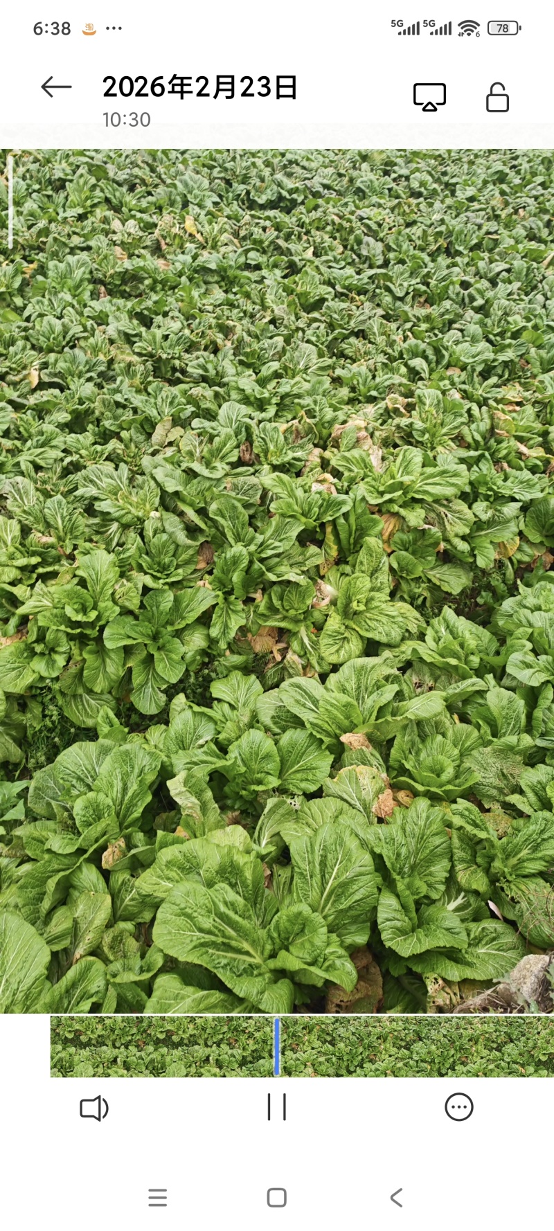老坛酸菜