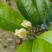 玉兰花