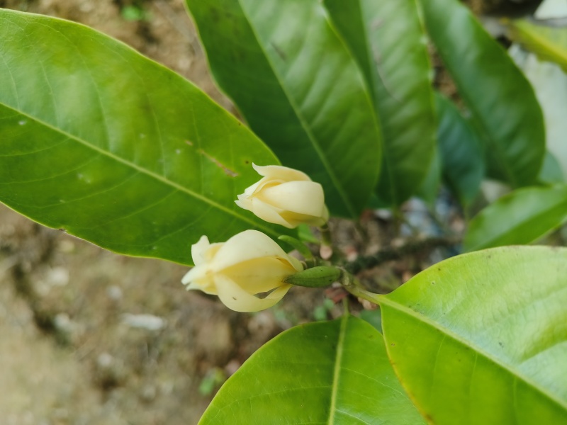 玉兰花