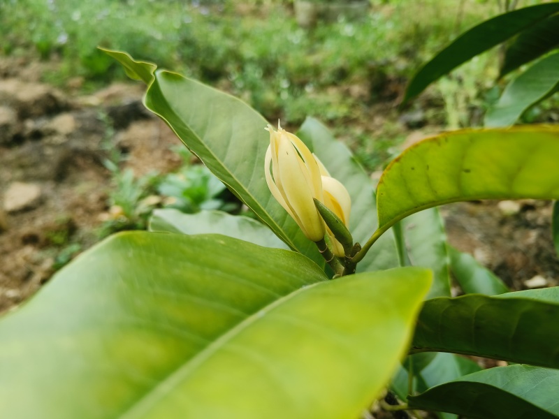玉兰花