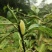 玉兰花