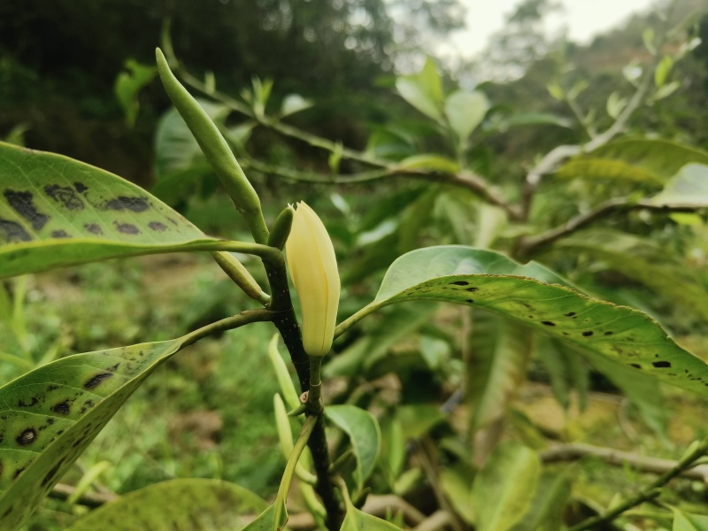 玉兰花