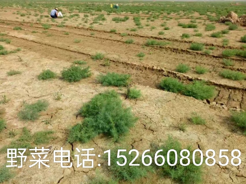 黄河入海口龙须菜