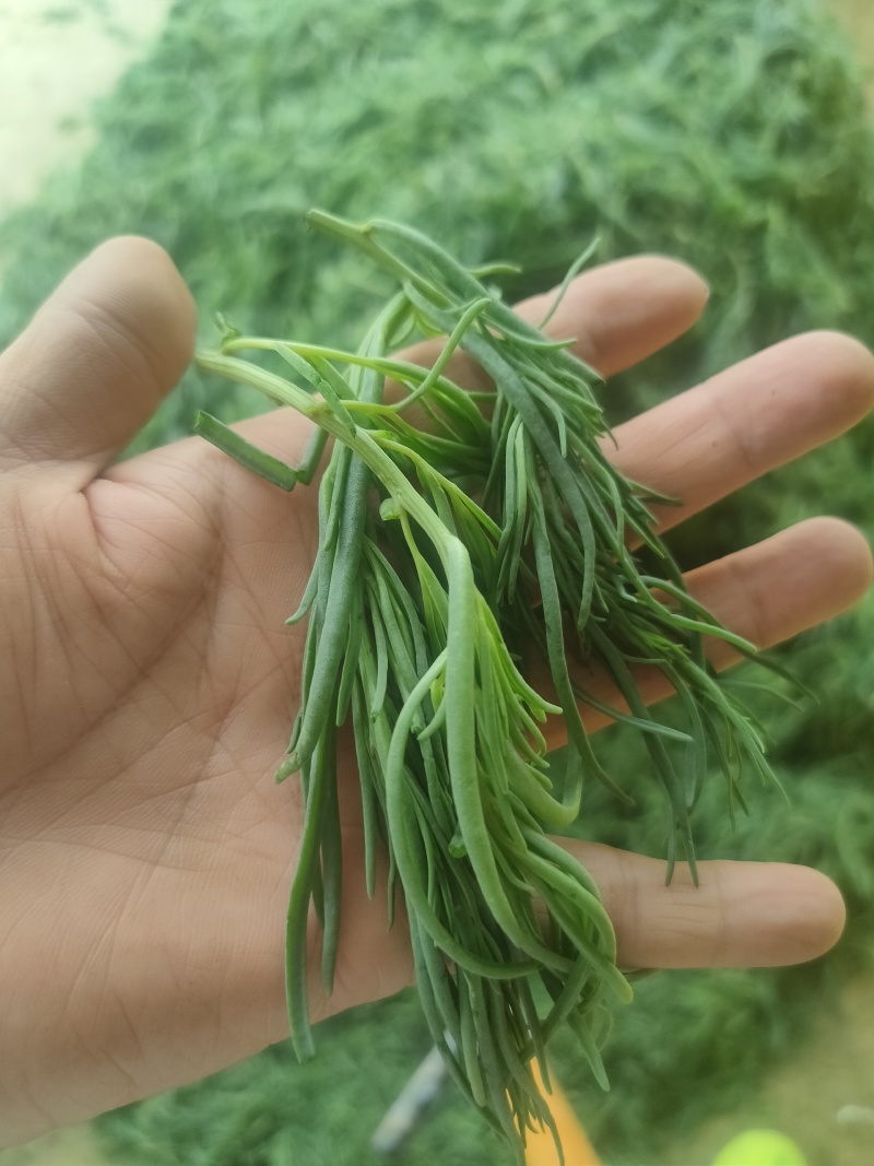 黄河入海口龙须菜