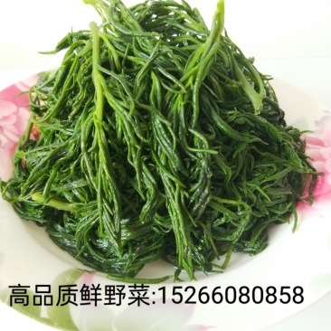 黄河入海口龙须菜