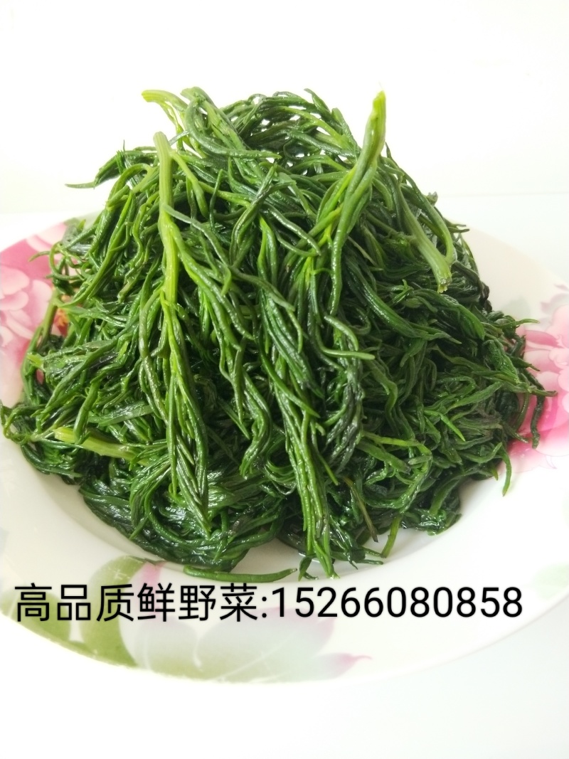 黄河入海口龙须菜